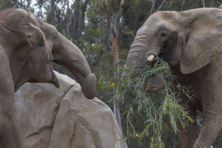 san-diego-zoo-and-safari-park-2-day-entry-ticket