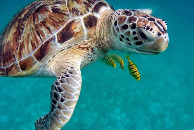 san-domino-tremiti-guided-snorkeling-tour