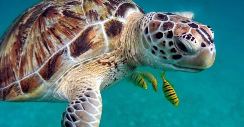 san-domino-tremiti-guided-snorkeling-tour