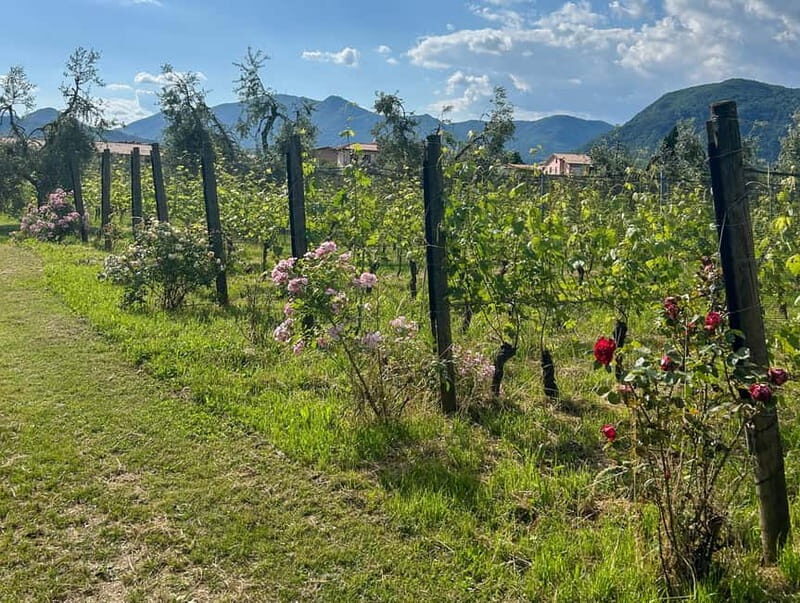 San Felice del Benaco: Vineyard Tour with Wine Tasting - Final Thoughts