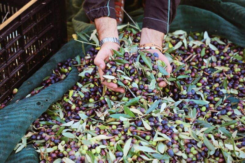 san-felice-olive-oil-tasting-with-local-food-on-garda-hills