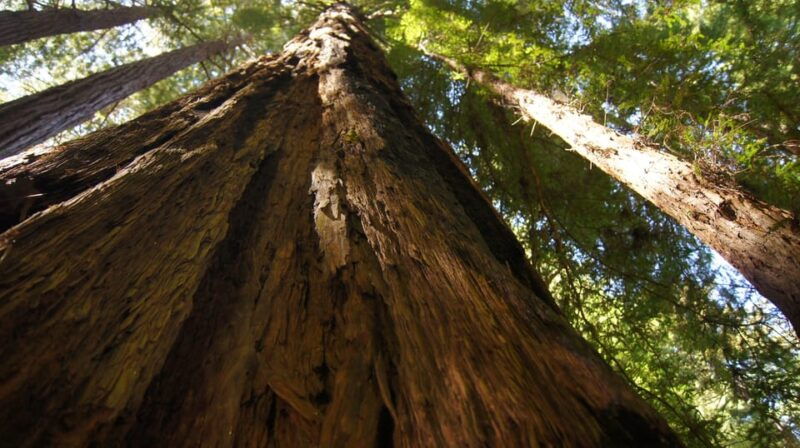 san-francisco-alcatraz-island-guided-muir-woods-tour