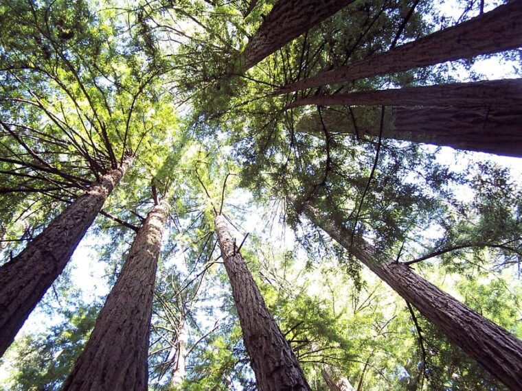 san-francisco-alcatraz-island-guided-muir-woods-tour