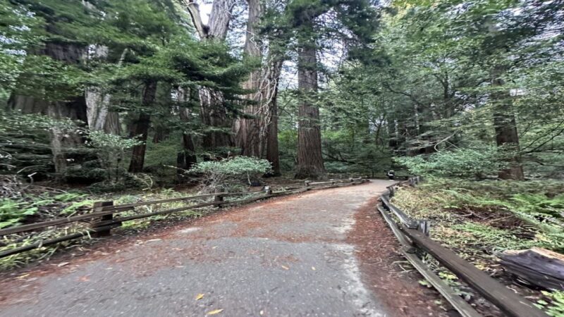 San Francisco: Alcatraz, Muir Woods and Sausalito Day Tour - The Itinerary Breakdown: What to Expect