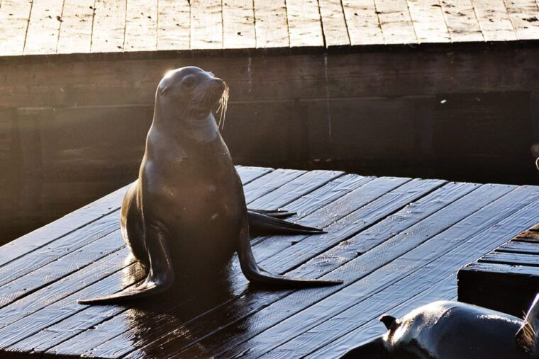 san-francisco-bay-adventure-boat-tour