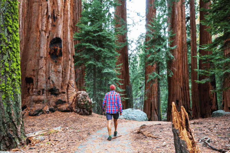 san-francisco-bike-tour-with-muir-woods-and-sausalito-visit