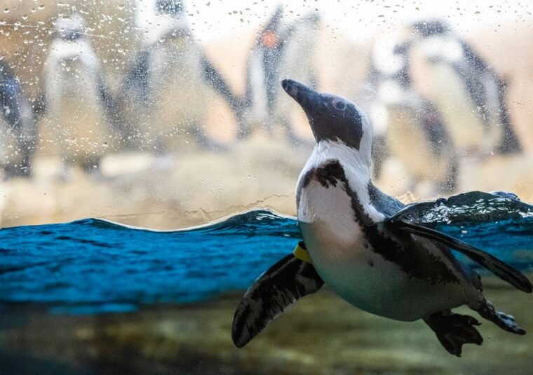 san-francisco-california-academy-of-sciences-entry-ticket