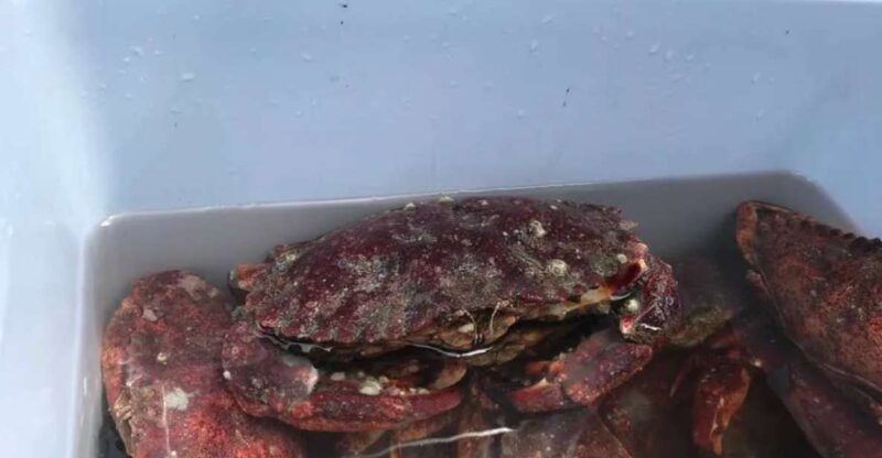 san-francisco-crab-cook-under-the-golden-gate-bridge