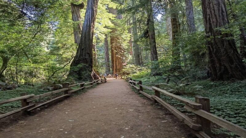 san-francisco-full-day-city-tour-w-muir-woods-sausalito