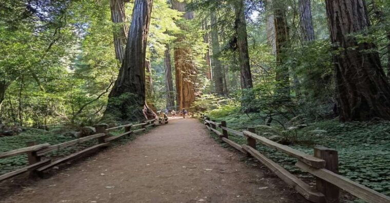 san-francisco-full-day-city-tour-w-muir-woods-sausalito