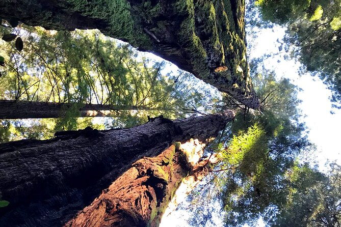 san-francisco-full-day-private-tour-sf-city-redwoods-7-hours