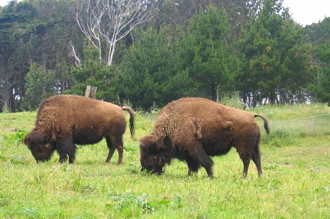 san-francisco-golden-gate-park-tour