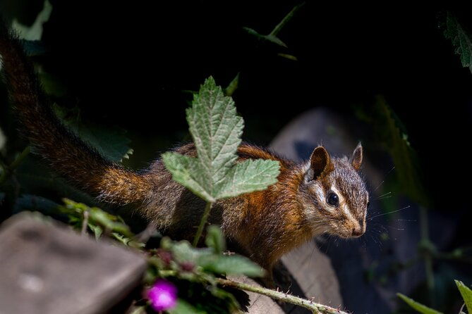 san-francisco-golden-gate-sausalito-and-muir-woods-private-tour