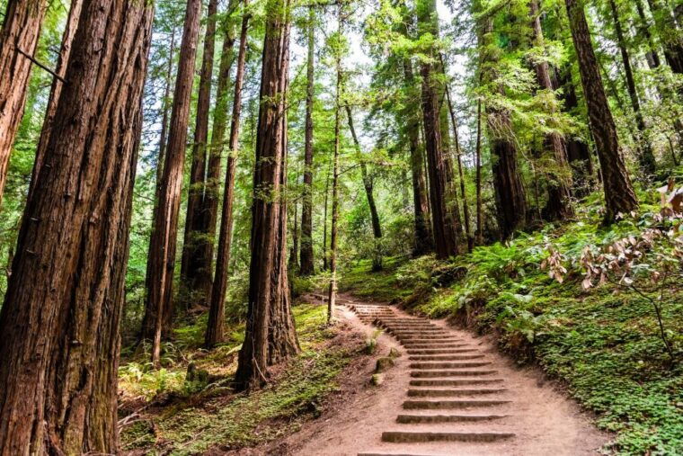 san-francisco-golden-gate-sausalito-muir-woods-private-tour