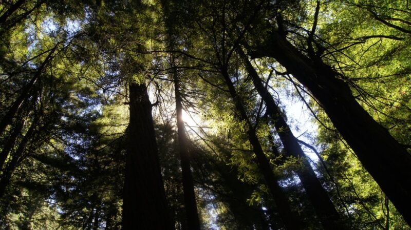 San Francisco: Guided Coastal Redwoods & Wine Country Tour - Key Points