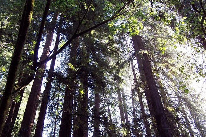 san-francisco-guided-muir-woods-tour-hop-on-hop-off-bus-tour