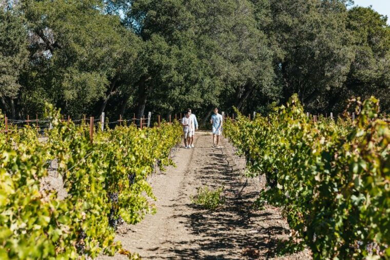 san-francisco-half-day-wine-country-excursion-with-tastings