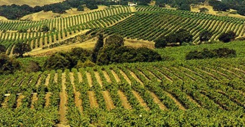 san-francisco-half-day-wine-country-tour-with-wine-tastings