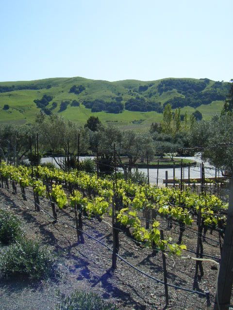 san-francisco-half-day-wine-country-tour-with-wine-tastings