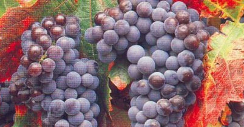 san-francisco-half-day-wine-tour-hop-on-hop-off-city-tour