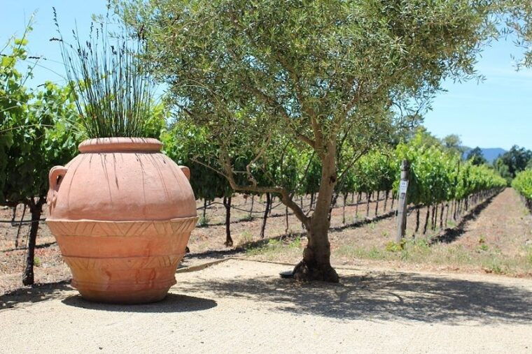 san-francisco-half-day-wine-tour-hop-on-hop-off-city-tour