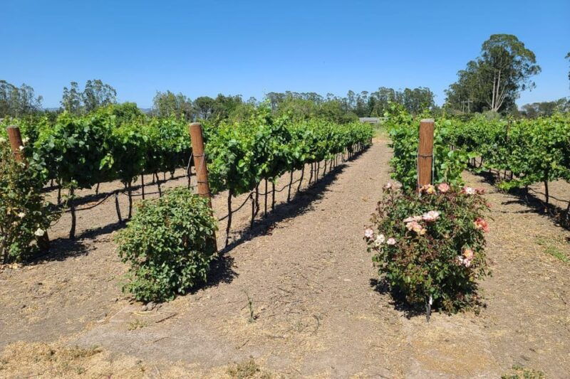san-francisco-half-day-wine-tour-with-2-tastings-included