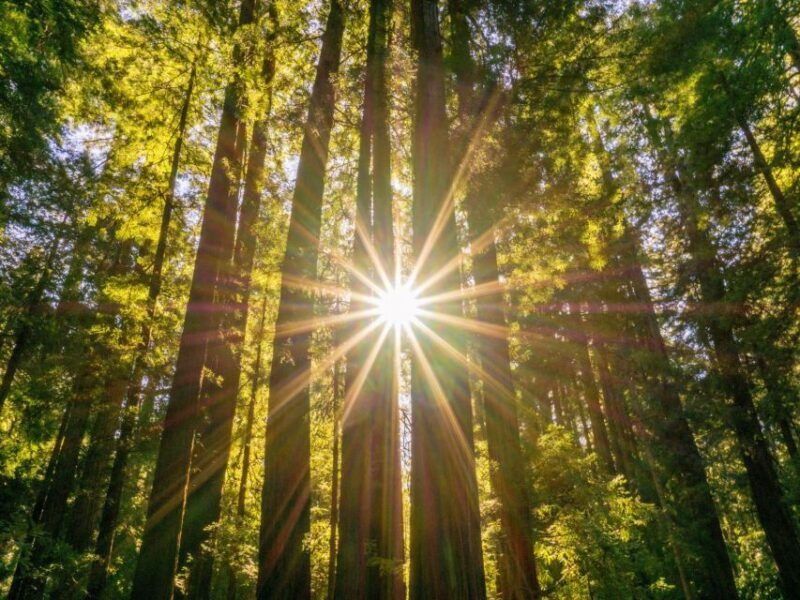 san-francisco-hop-on-hop-off-muir-woods-tour