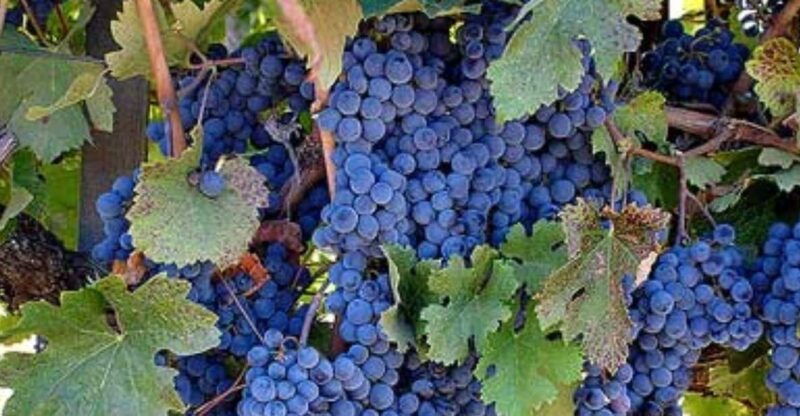 san-francisco-macrostie-winery-and-vineyard-wine-tour