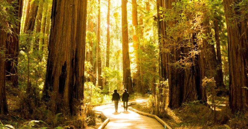 san-francisco-muir-woods-and-sausalito-experience