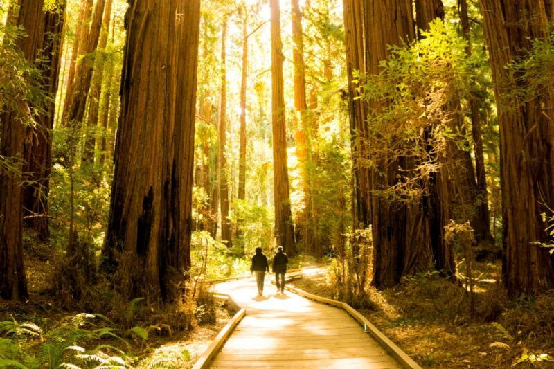 san-francisco-muir-woods-and-sausalito-experience