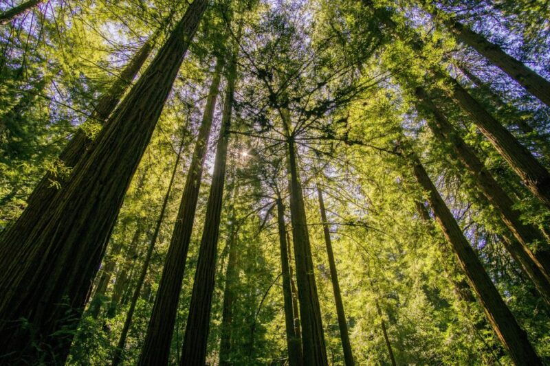 san-francisco-muir-woods-and-sausalito-experience