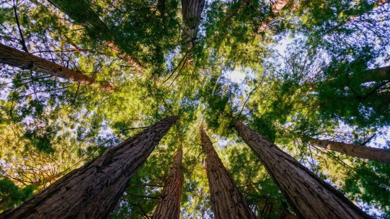 san-francisco-muir-woods-and-sausalito-small-group-tour-2
