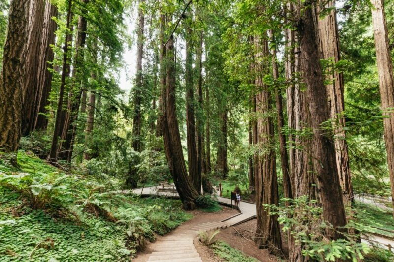san-francisco-muir-woods-and-sausalito-small-group-tour