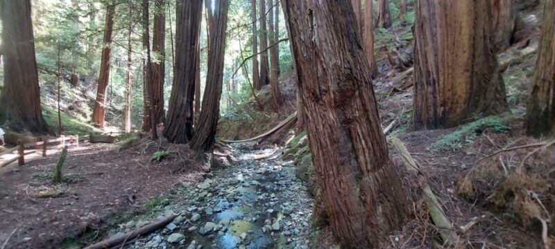 san-francisco-muir-woods-sausalito-alcatraz-night-tour