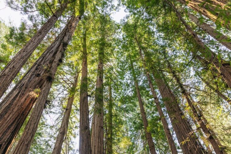 san-francisco-muir-woods-sausalito-and-sf-bay-cruise