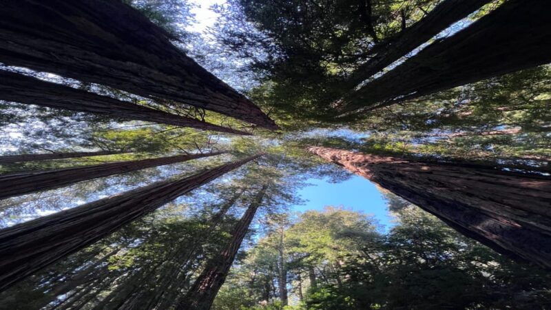 san-francisco-muir-woods-sausalito-and-sonoma-wine-tour