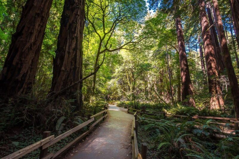 san-francisco-muir-woods-sausalito-tour-w-alcatraz-option