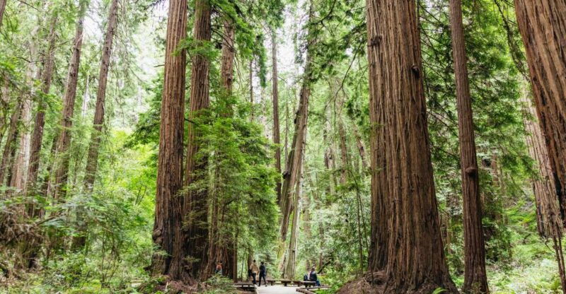 san-francisco-muir-woods-sausalito-tour-with-ferry-option
