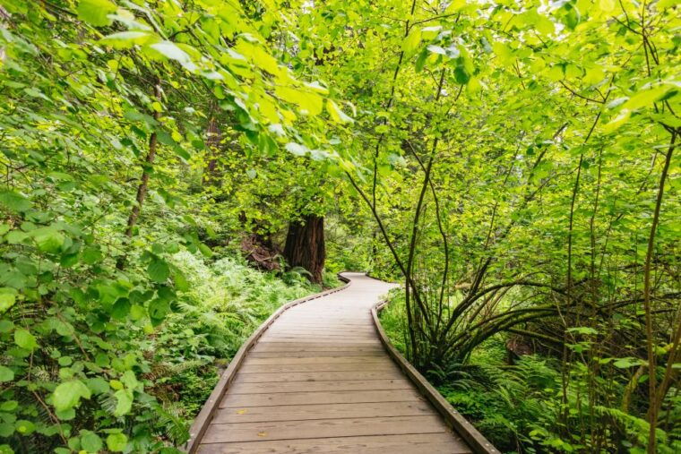 san-francisco-muir-woods-sausalito-tour-with-ferry-option