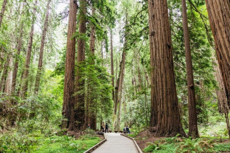 san-francisco-muir-woods-sausalito-tour-with-ferry-option