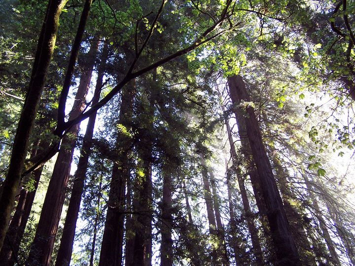 san-francisco-muir-woods-tour-hop-on-hop-off-bus-pass