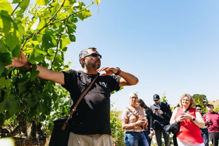 san-francisco-napa-and-sonoma-valley-wine-tour