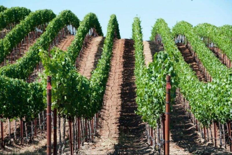 san-francisco-napa-valley-half-day-wine-tour-with-tastings