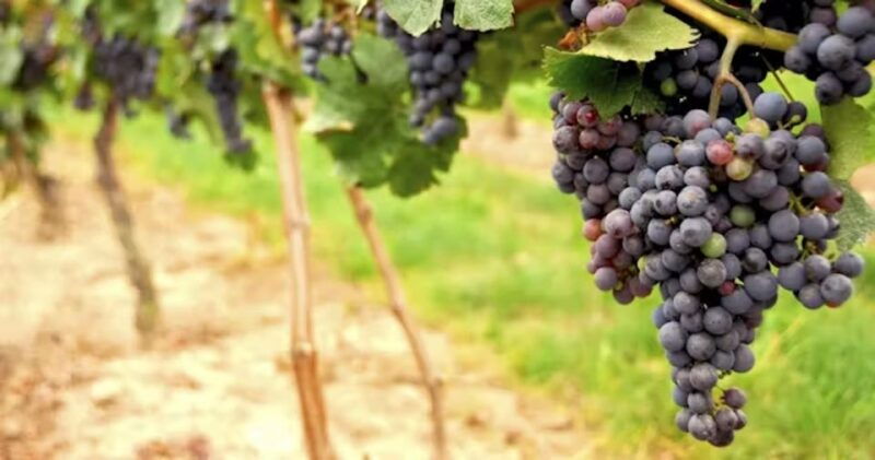 san-francisco-napa-valley-half-day-wine-tour-with-tastings