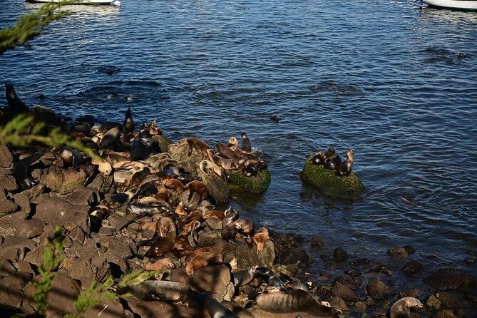 san-francisco-private-english-guided-full-day-sightseeing-tour