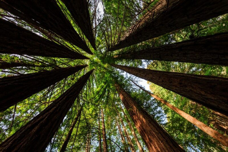 san-francisco-private-muir-woods-and-sausalito-tour