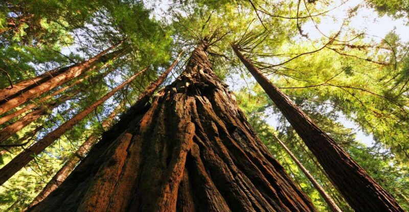 san-francisco-private-muir-woods-and-sausalito-tour