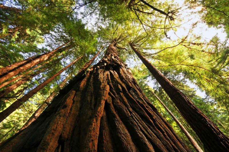 san-francisco-private-muir-woods-and-sausalito-tour