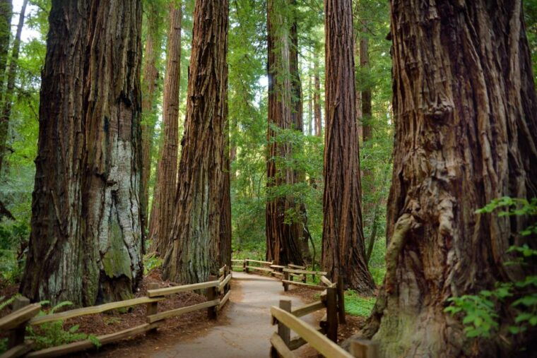 san-francisco-private-muir-woods-and-sausalito-tour