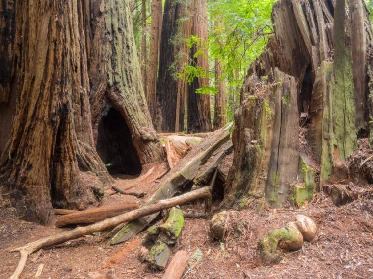 san-francisco-private-muir-woods-and-sausalito-tour
